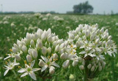 锡林浩特韭菜花