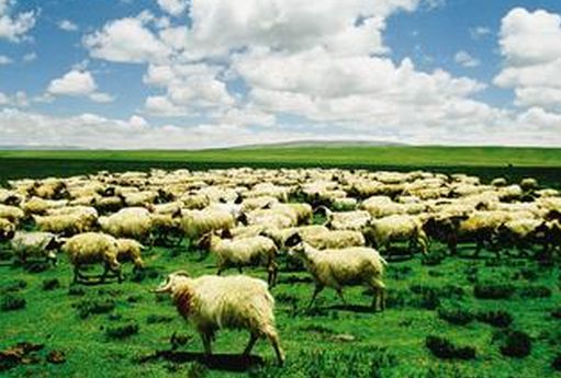 东乌珠穆沁旗加快调整畜牧业产业结构