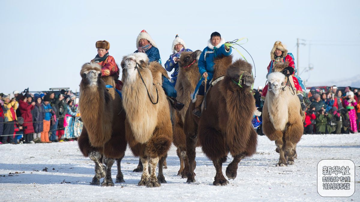 长生天赐予我们忠诚的伙伴—骆驼，关于蒙古族