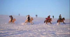 雪原上奔腾的蒙古马照片集