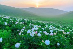 花海 | 到西乌珠穆沁草原看芍药花开吧！