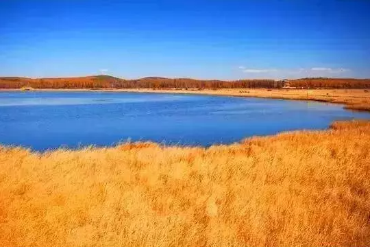 一到金秋，内蒙古草原就变成了仙境。